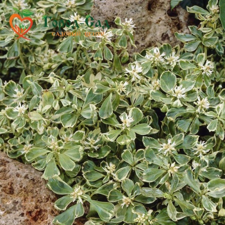 Пахизандра верхушечная Variegata фото 2
