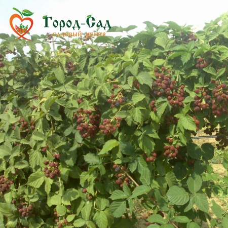 Ежевика Торн Фри фото 2