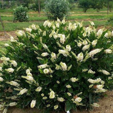 Клетра ольхолистная Хаммингбёд фото 2