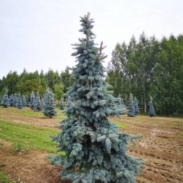 Ель колючая Шовенхорст, 7,5L 20/+ cm