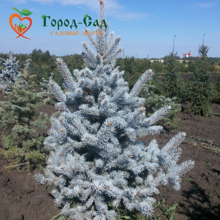 Ель колючая Хупси фото 6