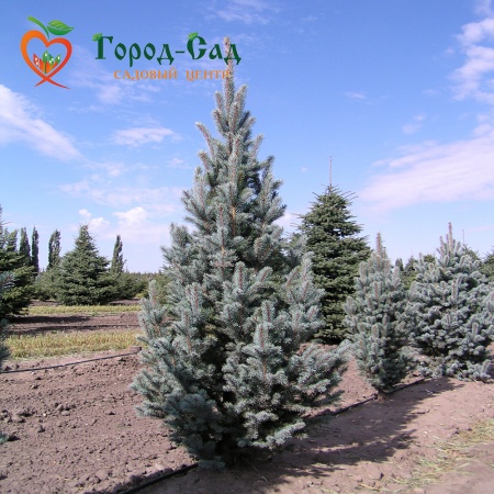 Ель колючая Айзели Фастигиата, 12L фото 4