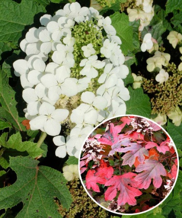 Гортензия дуболистная Сайкс Дварф фото 2