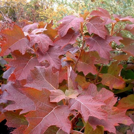 Гортензия дуболистная Бургунди фото 2