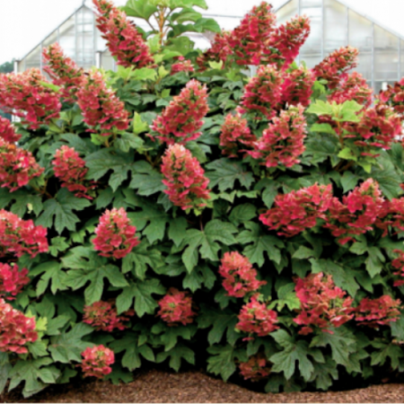 Гортензия дуболистная Аметист фото 2