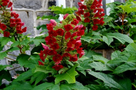 Гортензия дуболистная Аметист фото 3