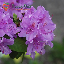Рододендрон катевбинский Boursault