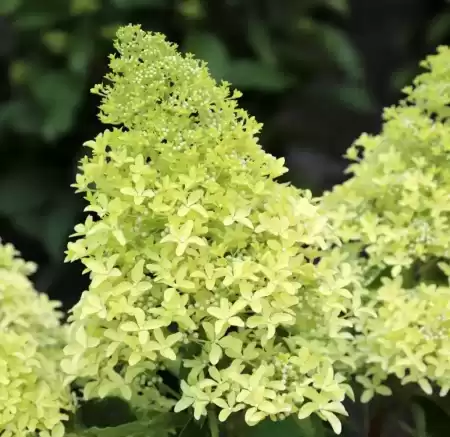 Гортензия метельчатая Мэджикал Лайм Спаркл фото 2