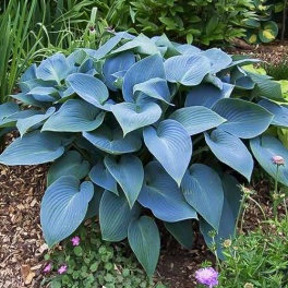 Хоста гибридная Hadspen Blue