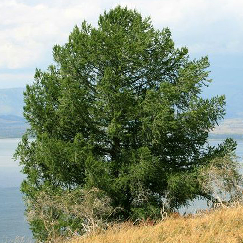 Лиственница сибирская