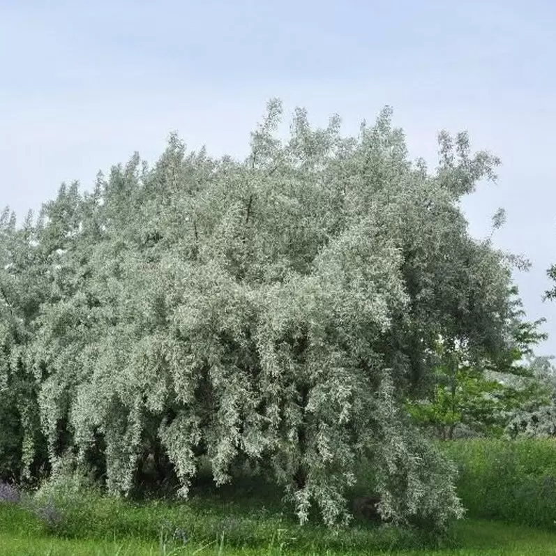 Лох серебристый