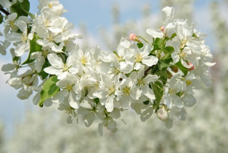 Яблоня ягодная, сибирская  фото 2