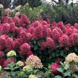 Гортензия метельчатая Бонфайер