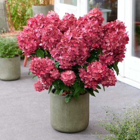 Гортензия метельчатая Бонфайер фото 2