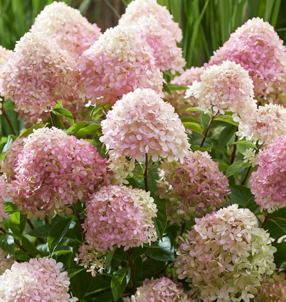 Гортензия метельчатая Ливинг Литл Лав