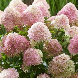 Гортензия метельчатая Ливинг Литл Лав