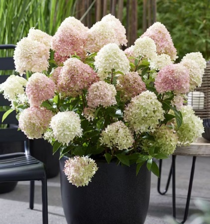 Гортензия метельчатая Ливинг Литл Лав фото 2