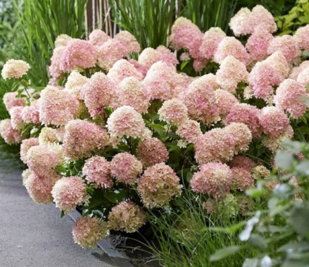 Гортензия метельчатая Ливинг Литл Лав фото 3