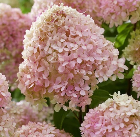 Гортензия метельчатая Ливинг Литл Лав фото 4