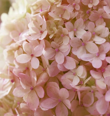 Гортензия метельчатая Ливинг Литл Лав фото 5