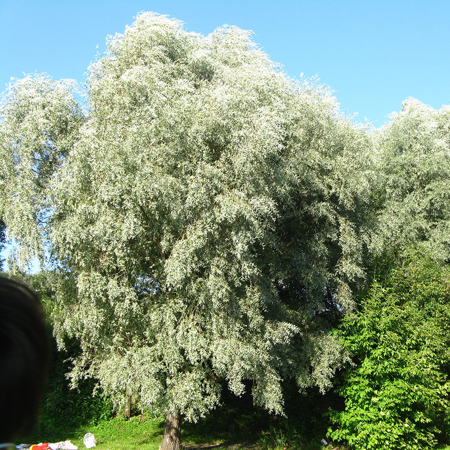 Ива белая серебристая