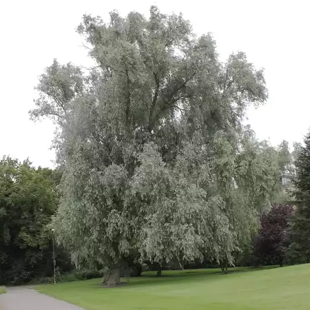 Ива белая серебристая фото 2
