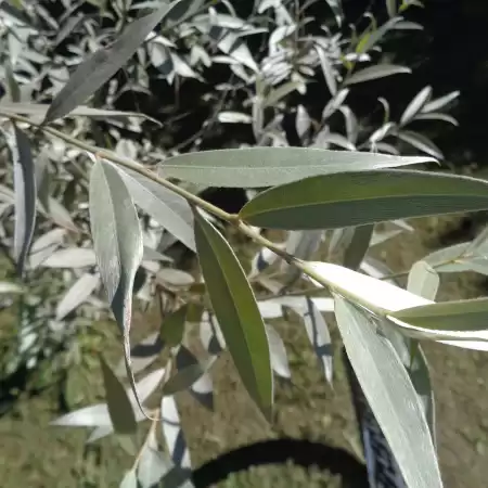 Ива белая серебристая фото 3