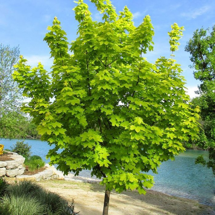 Клен  остролистный