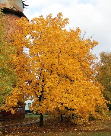 Клен  остролистный фото 2