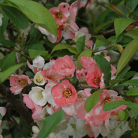 Айва прекрасная Тойо-Нишики