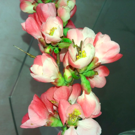 Айва прекрасная Тойо-Нишики фото 2