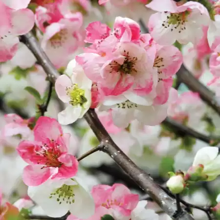 Айва прекрасная Тойо-Нишики фото 3