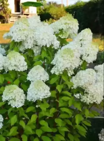 Гортензия метельчатая Минти Спирит фото 2