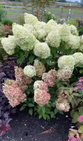 Гортензия метельчатая Минти Спирит фото 3