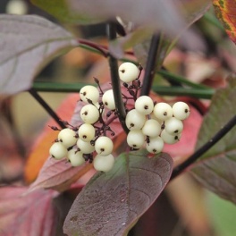 Дерен белый Кессельринги