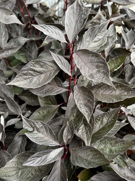 Дерен белый Найтфолл 