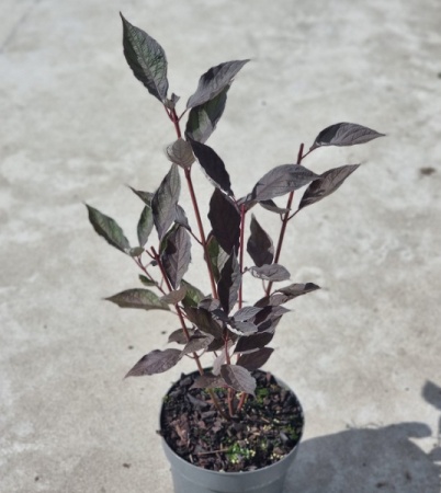 Дерен белый Найтфолл  фото 2