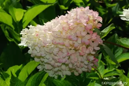 Гортензия метельчатая Петит Флори  фото 4