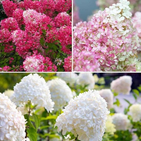 Гортензия метельчатая Петит Флори  фото 3