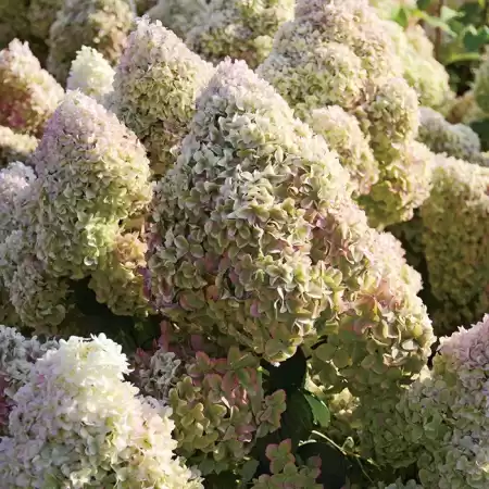 Гортензия метельчатая Диамантино фото 2