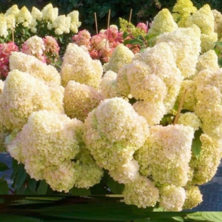 Гортензия метельчатая Диамантино фото 5