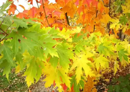 Клён сахарный фото 2