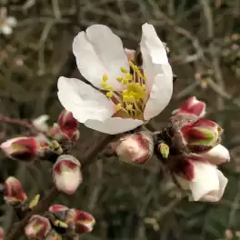 Миндаль обыкновенный