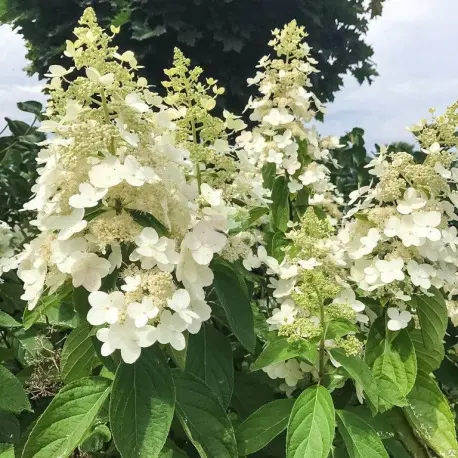 Гортензия метельчатая Киушу