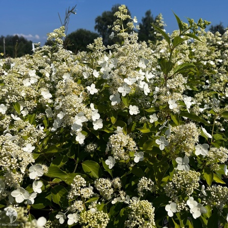 Гортензия метельчатая Киушу фото 2