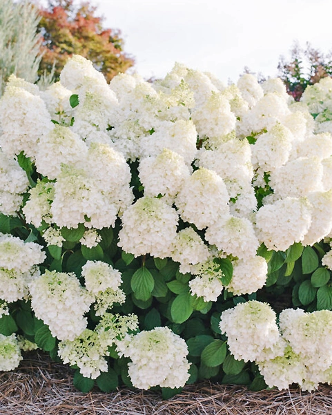 Гортензия метельчатая Литтл Хотти