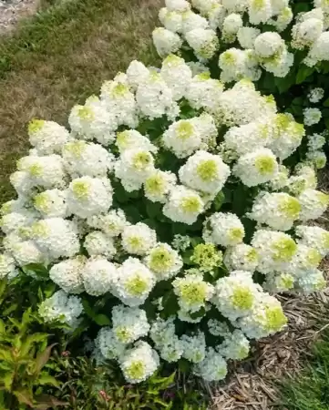 Гортензия метельчатая Литтл Хотти фото 2