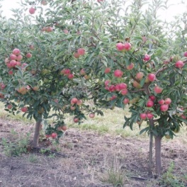 Яблоня плодовая стандарт