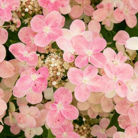 Гортензия метельчатая Полистар фото 2