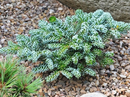 Пихта корейская Айсбрекер